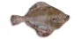 poisson maigre