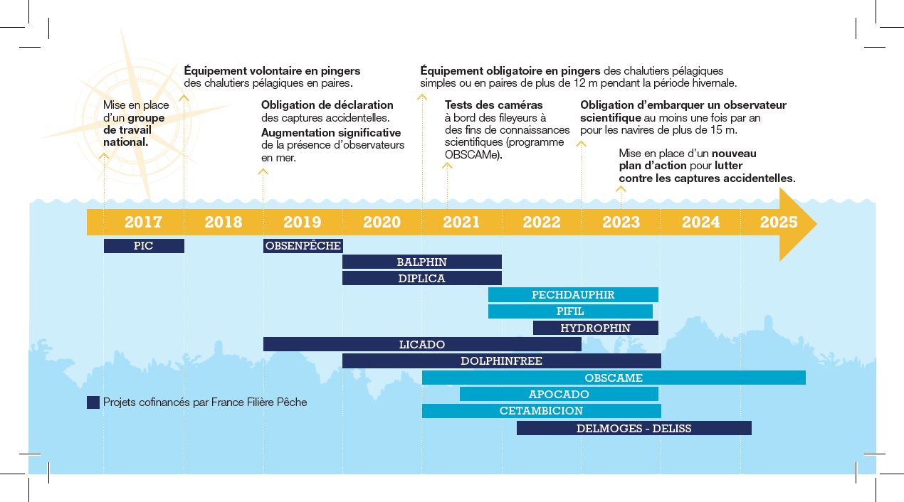 infographie dauphins