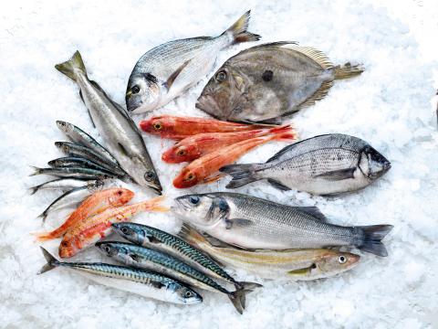 Filet avec poissons artificiels - Décoration saisonnière - Rouxel