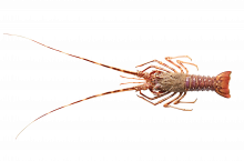 Langoustes