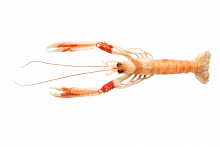 Langoustine