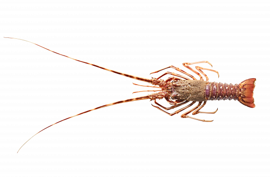 Langoustes