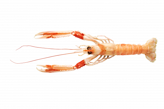 Langoustine