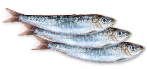 Recette de sardines - Cuisson de la sardine