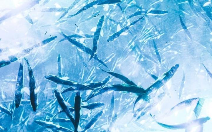 poissons