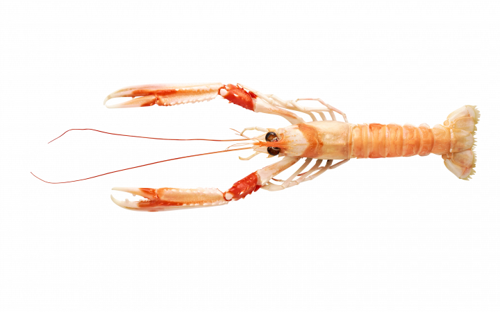 Langoustine