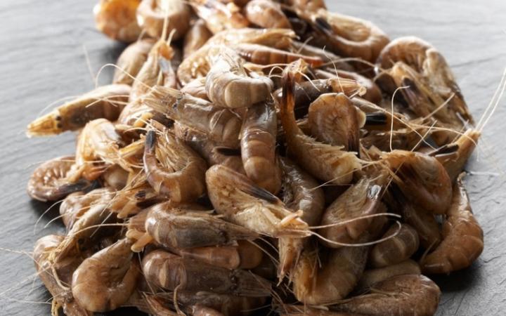Recette crevettes grises sautées à l’ail et au romarin : cuisiner